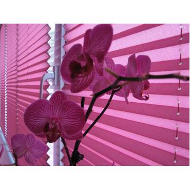 Шторы плиссе Bliss